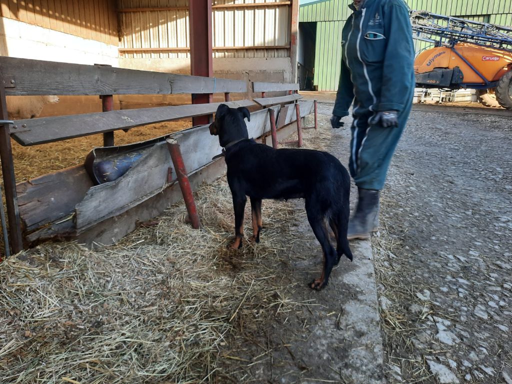 Paia Du Berger Ancestral