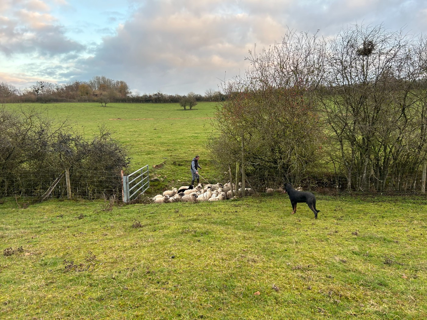 Spano Du Berger Ancestral